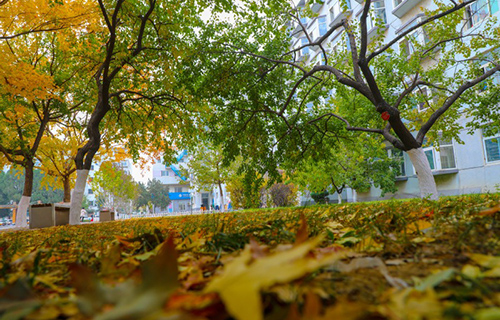 山東五年制大專學校