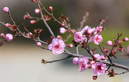 平度第三職業高中