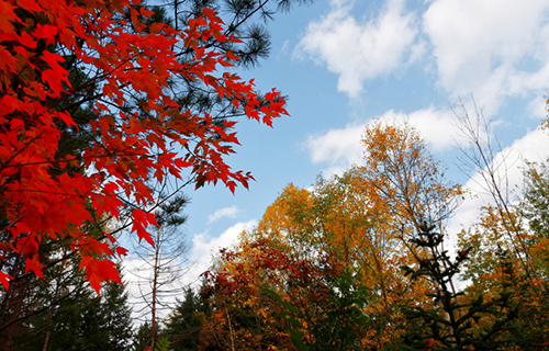 陵縣職業(yè)中等專業(yè)學校